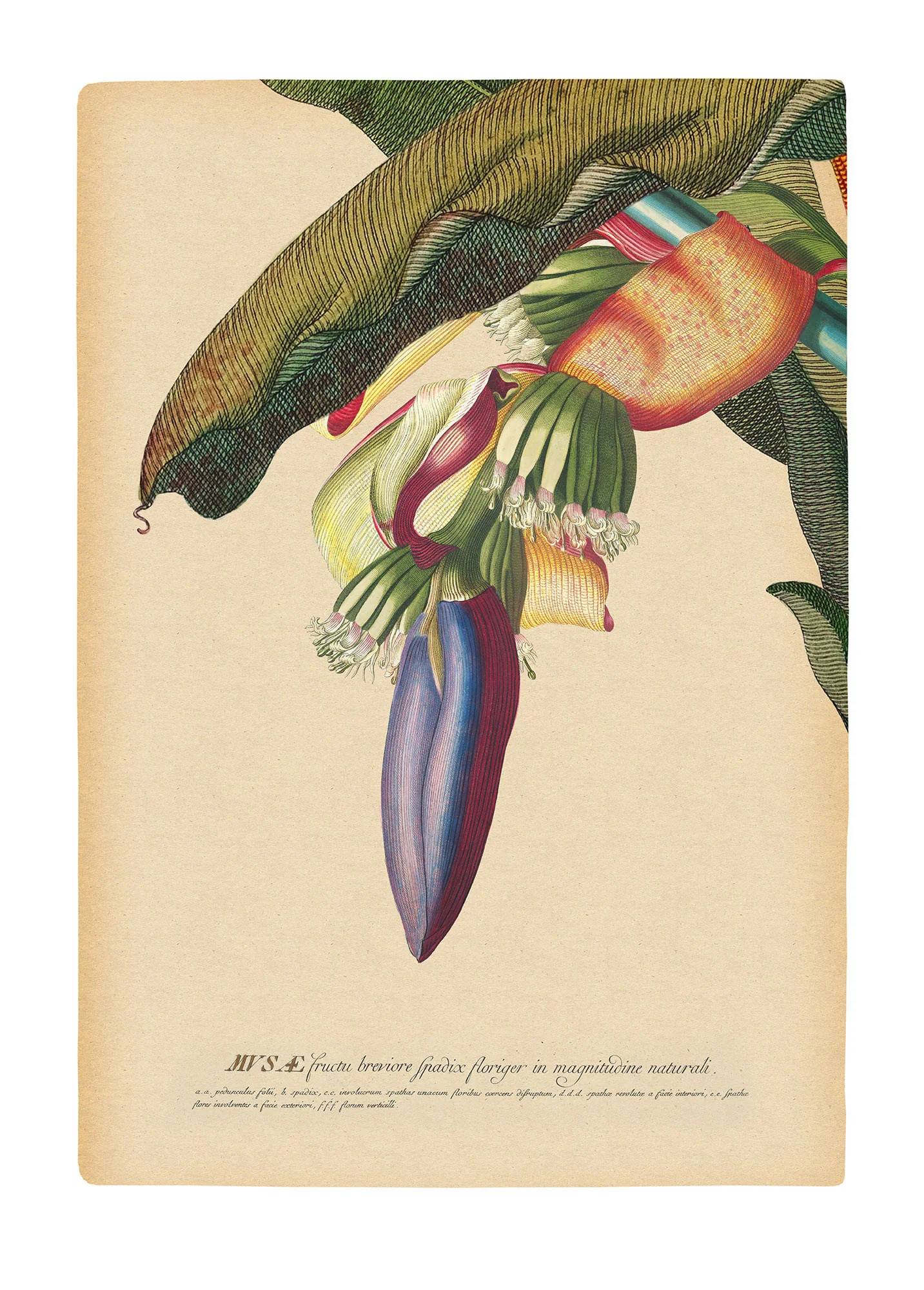 Banana Heart Art Poster - Image 2