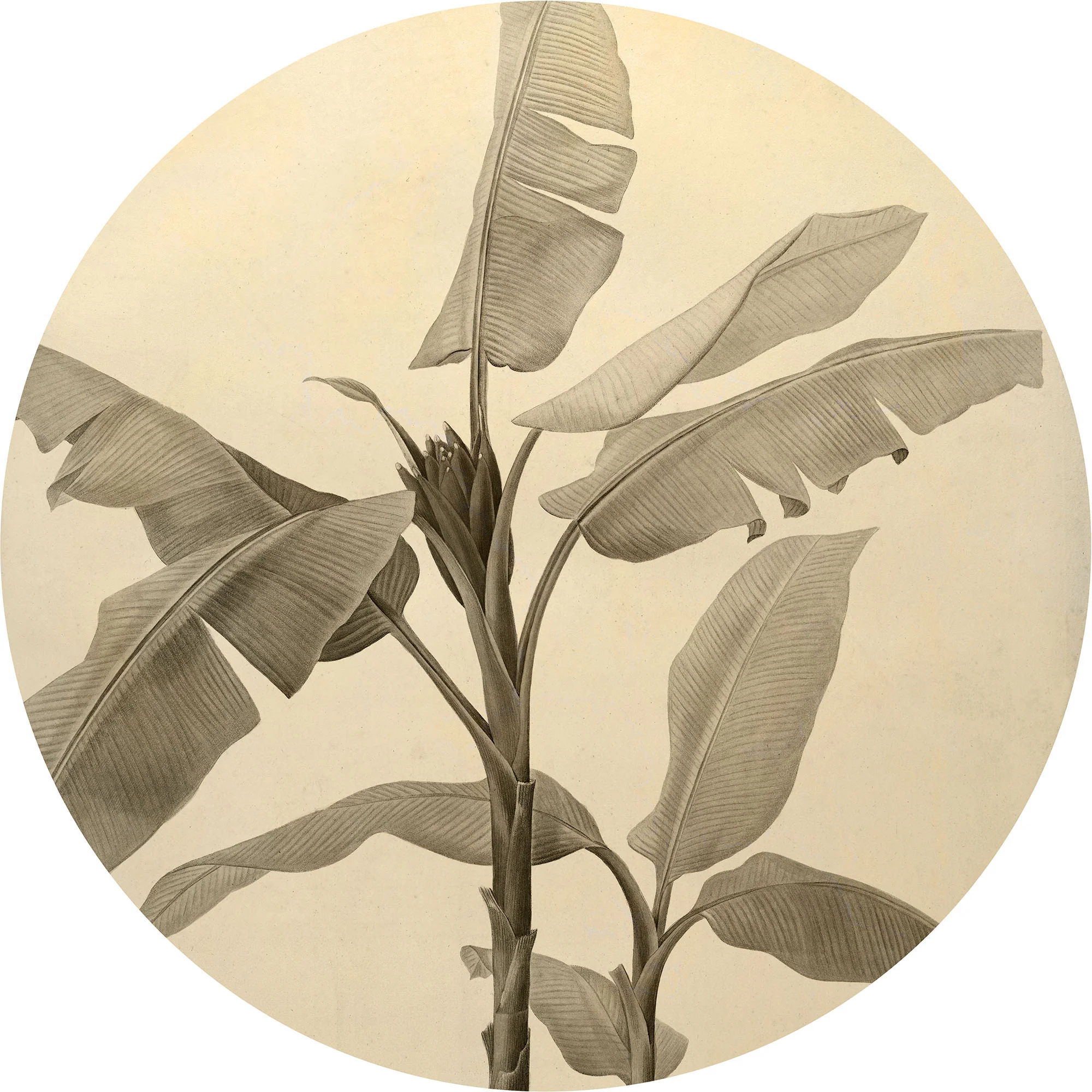 Banana Plant Vintage Circle Wallpaper (Self-Adhesive) - Image 2