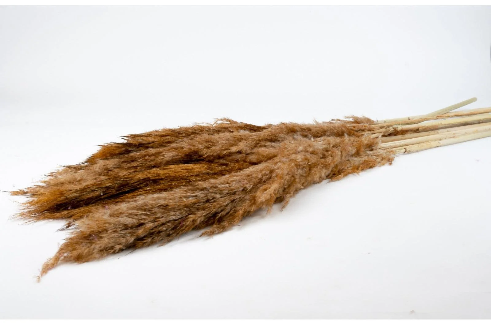 French Beige Pampas Bouquet - Image 2
