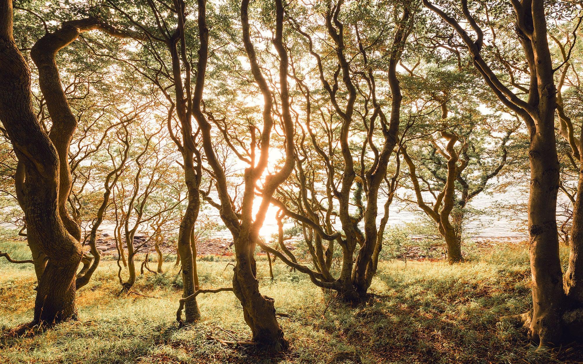 Bold Birch Mural Wallpaper - Image 2