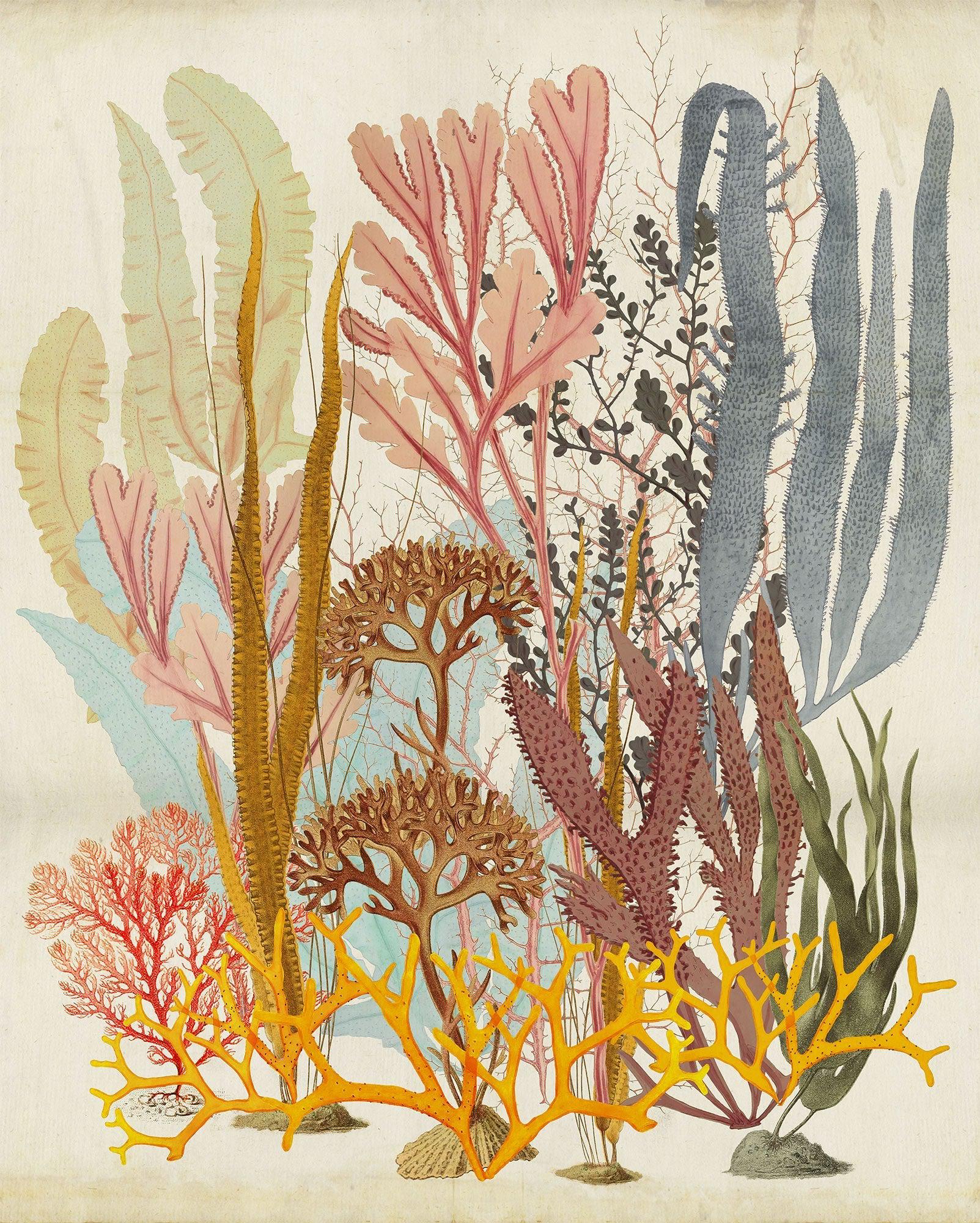 Catchy Corals Mural Wallpaper - Image 2