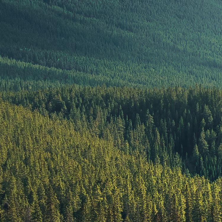 Wild Canada Mural Wallpaper - Image 4