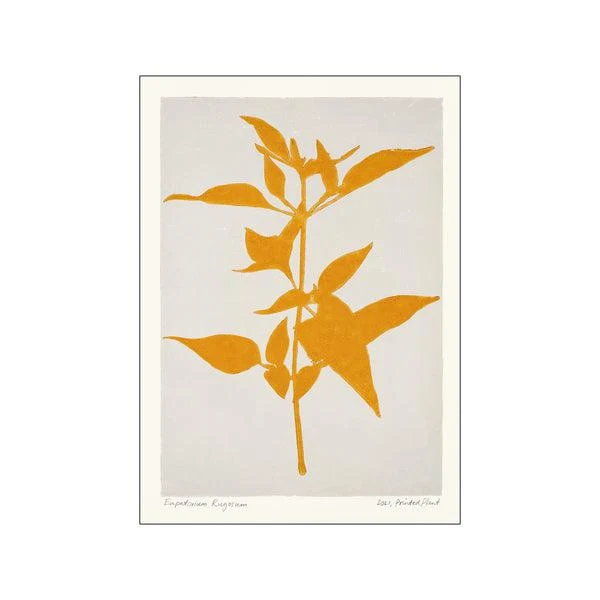 Printed Plant - Eupatorium Rugosum Original Artist Poster - Image 2