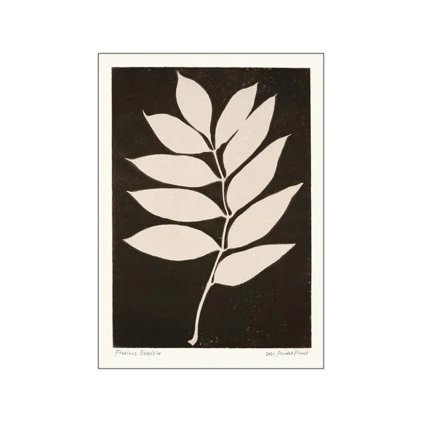 Printed Plant - Fraxinus excelsior II Original Artist Poster - Image 2