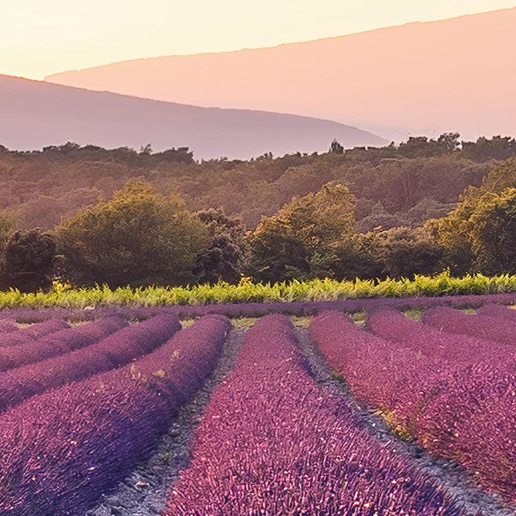 Lavender Dream Mural Wallpaper - Image 4