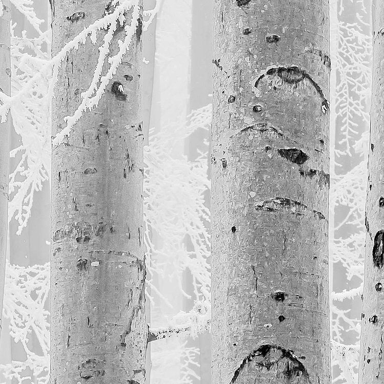 Frozen Forest Mural Wallpaper - Image 9