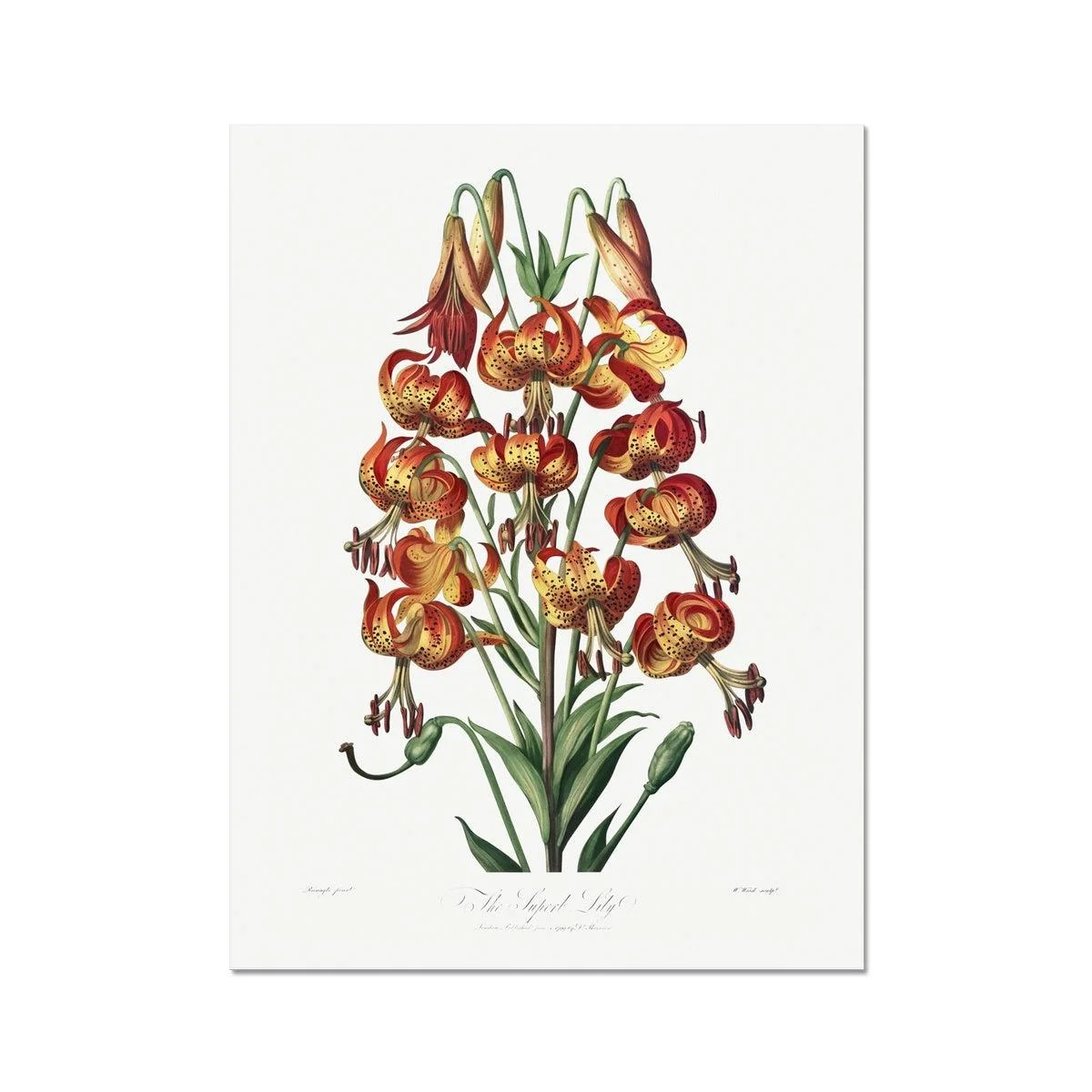 Happy Fuchsia Fine Art Print