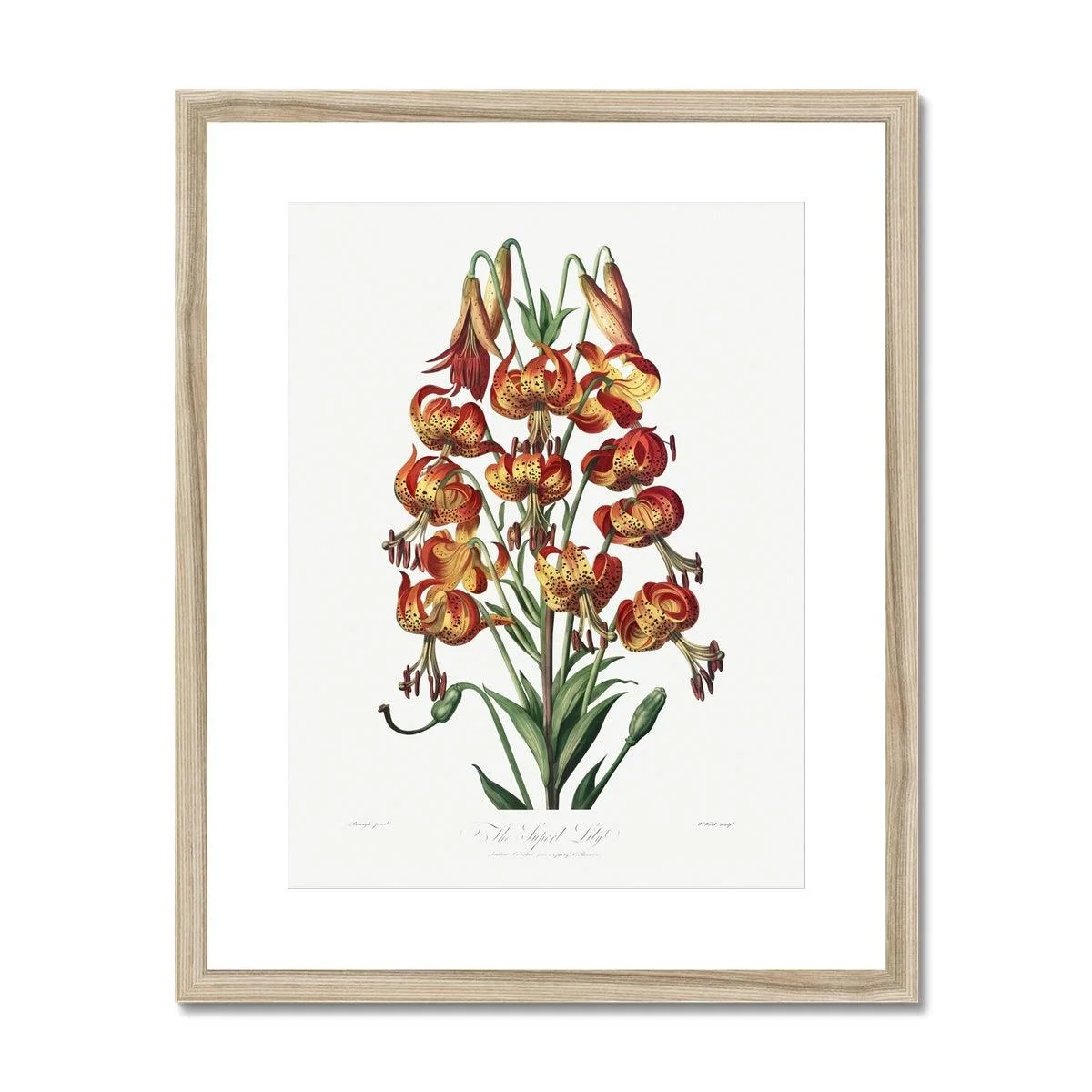 Happy Fuchsia Framed & Mounted Print