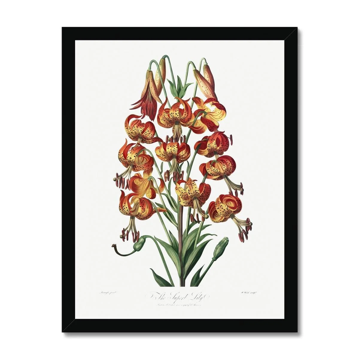 Happy Fuchsia Framed Print - Image 2