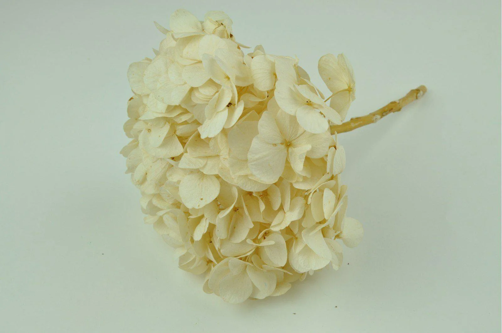 Ivory Hydrangea Bouquets - Image 2