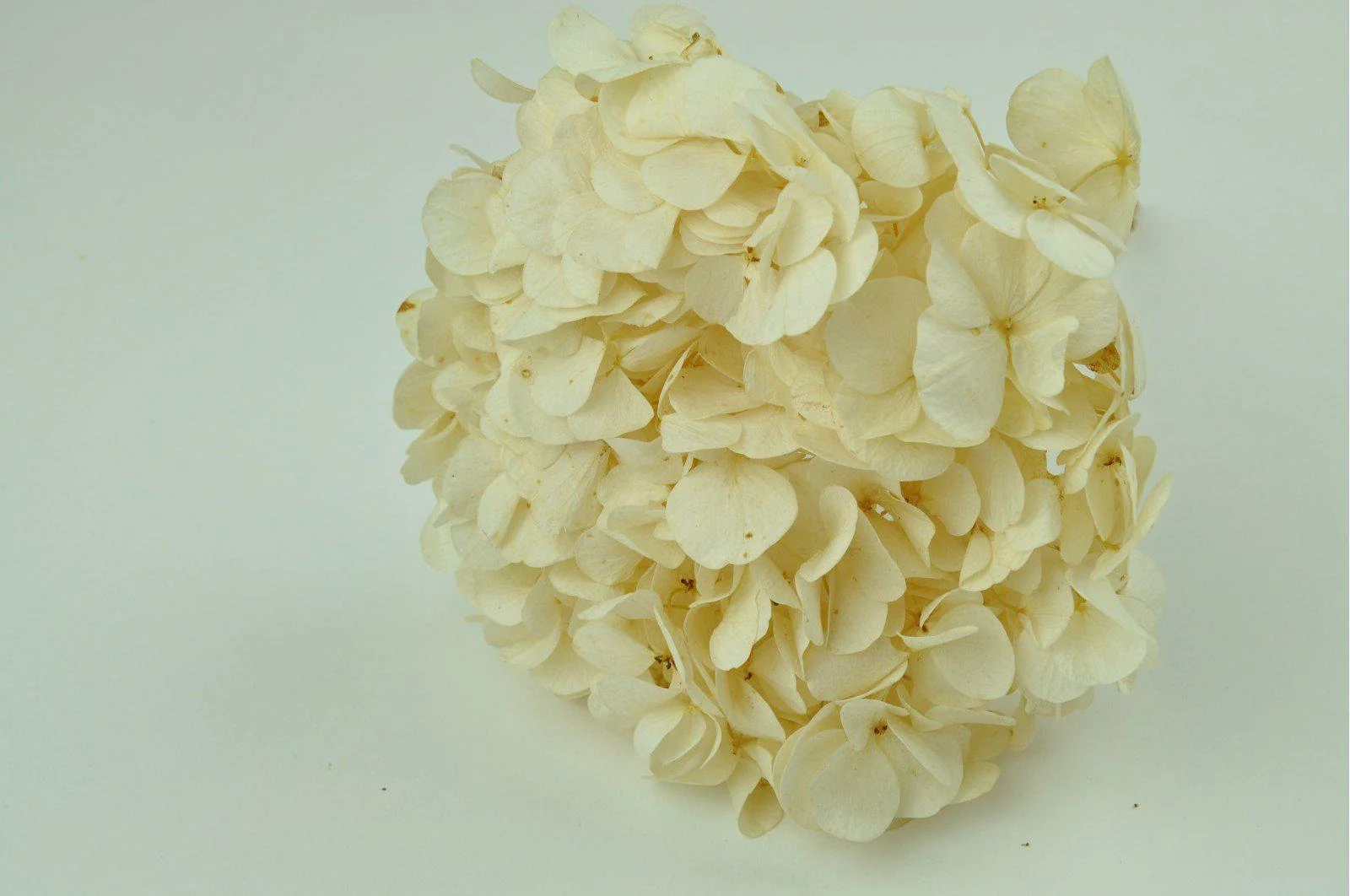 Ivory Hydrangea Bouquets - Image 3