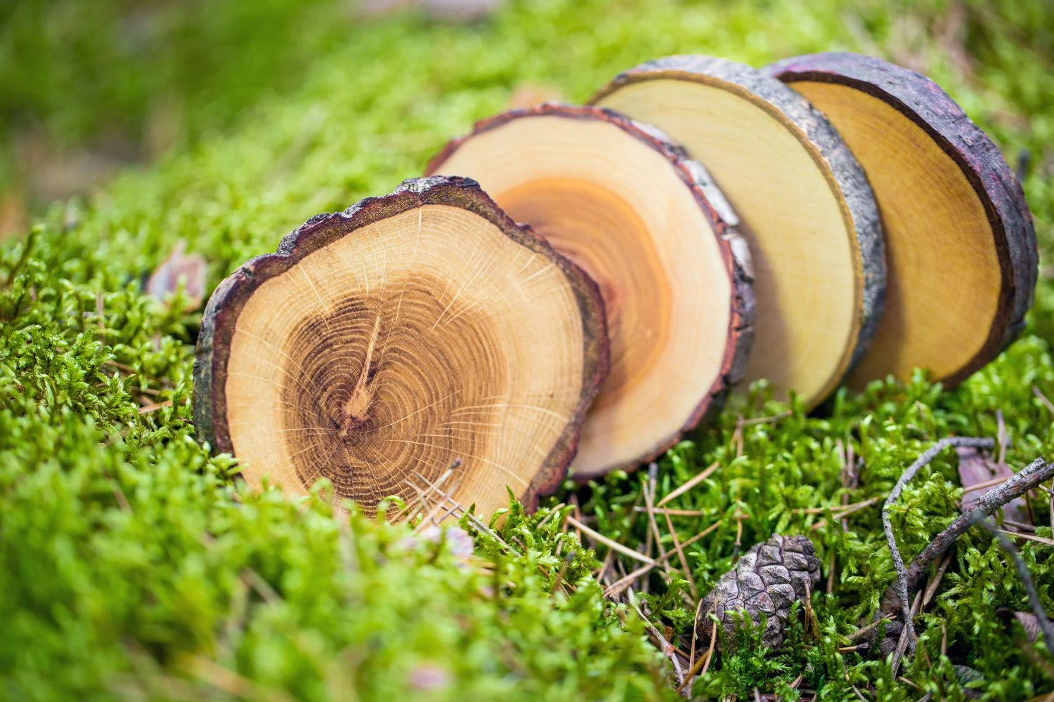 Laima Wooden Cup Pads - Image 5