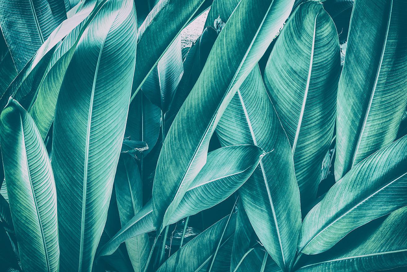 Evening Foliage Mural Wallpaper - Image 8