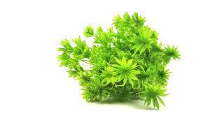 Italian Light Green Nigella Bouquet - Image 3