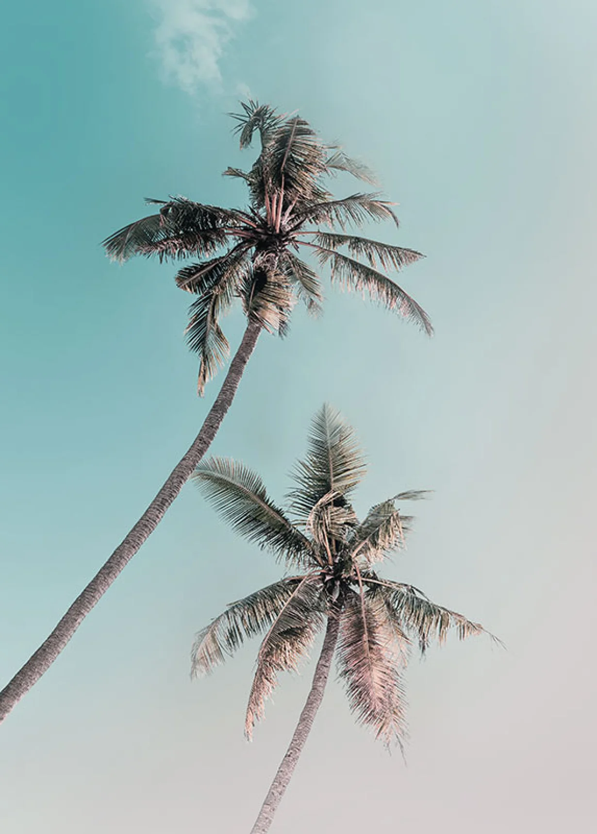 Miami Palms Art Poster - Image 2