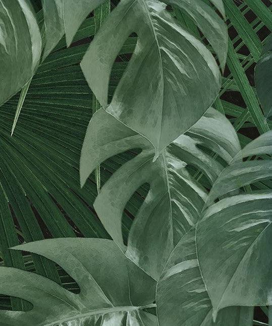 Garden of Monstera Mural Wallpaper - Image 6