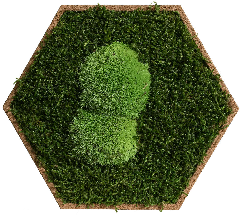 Cork Hexagons Moss Wall Art (Set of 5 Moss Panels) - Image 10