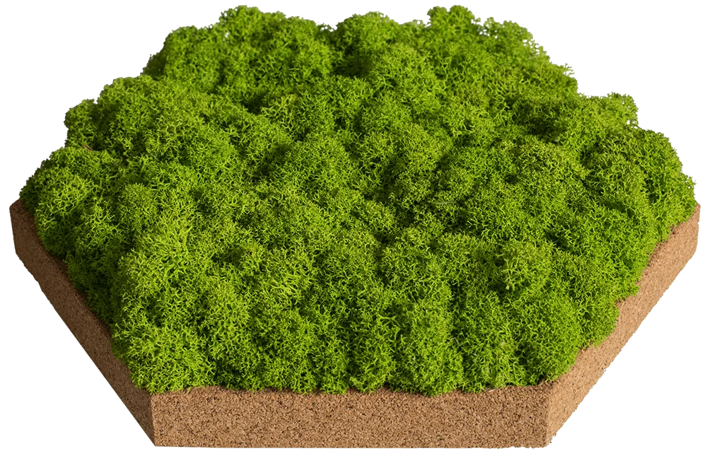 Cork Hexagons Moss Wall Art (Set of 50 Moss Panels) - Image 14