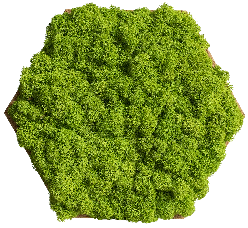 Cork Hexagons Moss Wall Art (Set of 25 Moss Panel) - Image 11