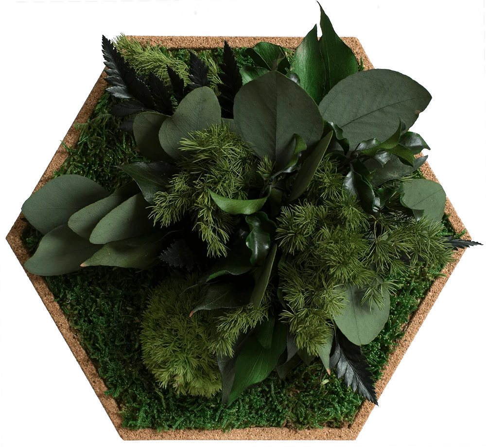 Cork Hexagons Moss Wall Art (Set of 25 Moss Panel) - Image 6
