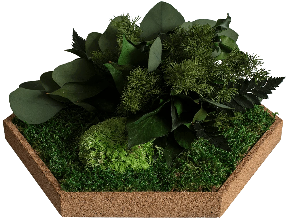 Cork Hexagons Moss Wall Art (Set of 25 Moss Panel) - Image 7