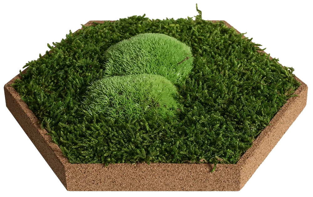 Cork Hexagons Moss Wall Art (Set of 25 Moss Panel) - Image 9