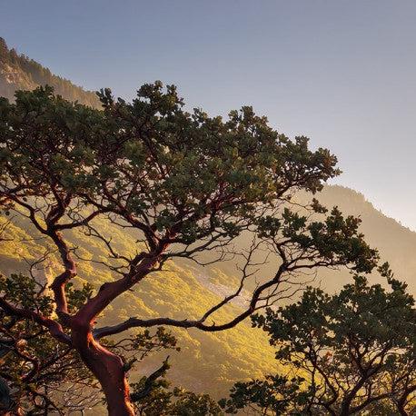 Mountain Meditation Mural Wallpaper - Image 4