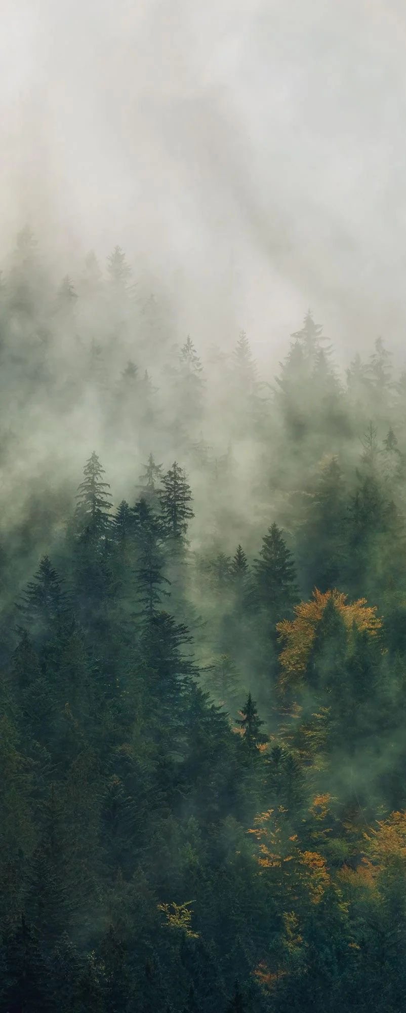 Natural Guardian Mural Wallpaper - Image 5