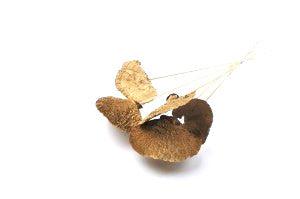 Italian Natural Mushroom Bouquet - Image 2