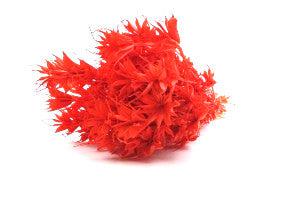 Italian Orange Nigella Bouquet - Image 2