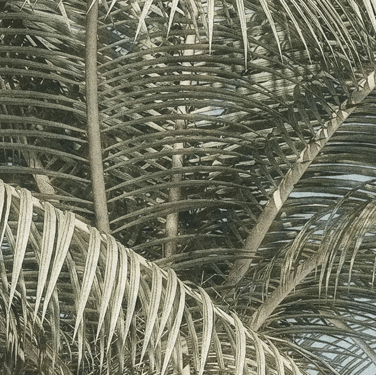 Palm Tree Circle Wallpaper (Self-Adhesive) - Image 7