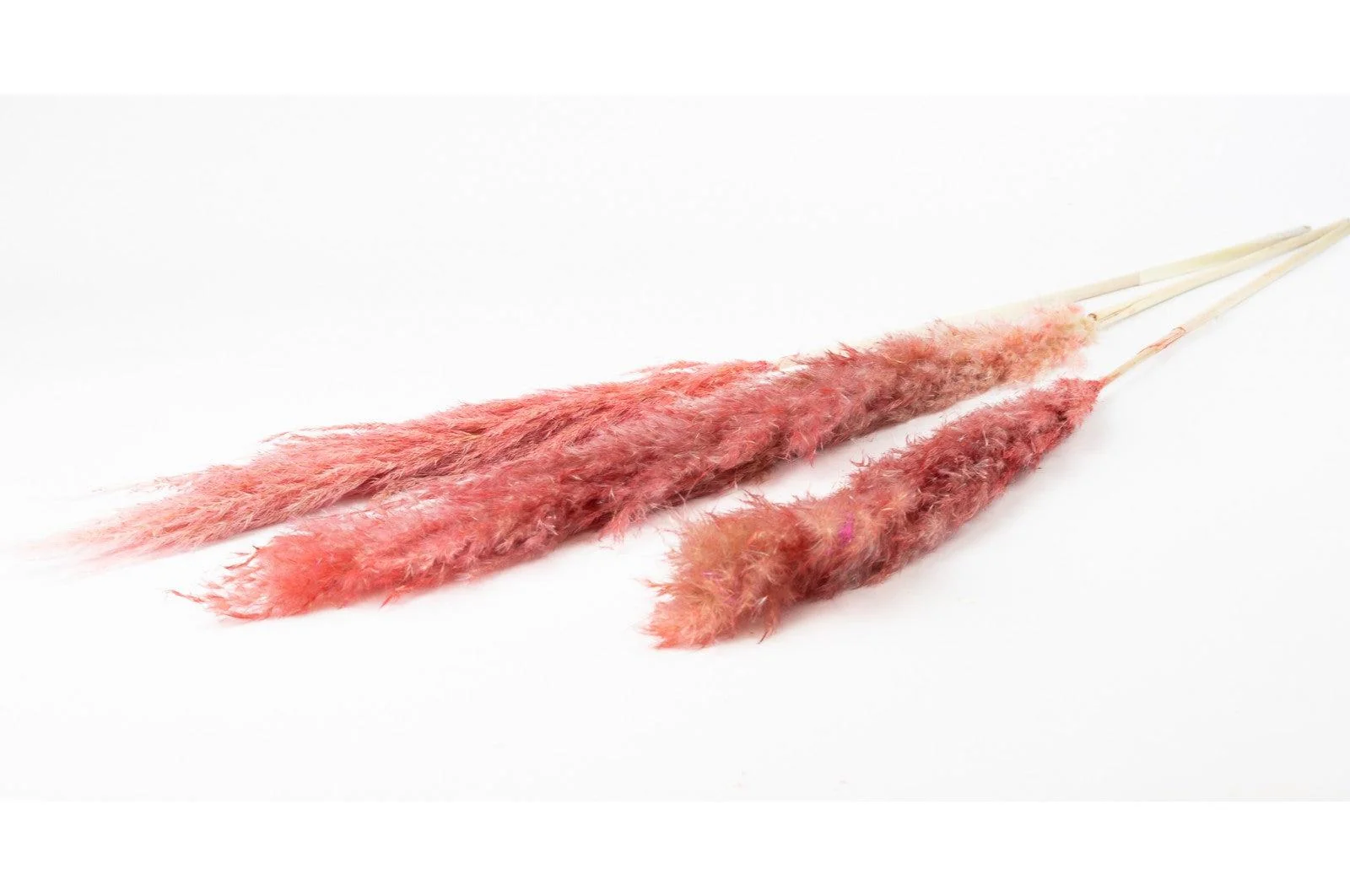 French Pink Pampas Bouquet - Image 5