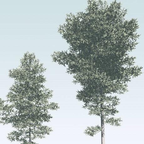Pines Mural Wallpaper - Image 5