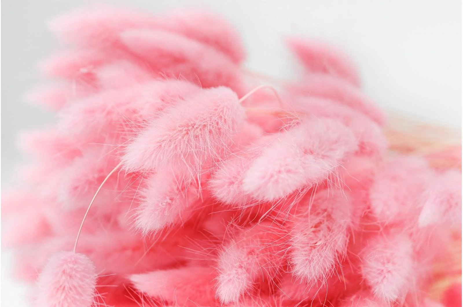 Italian Pink Lagurus Bouquet - Image 3