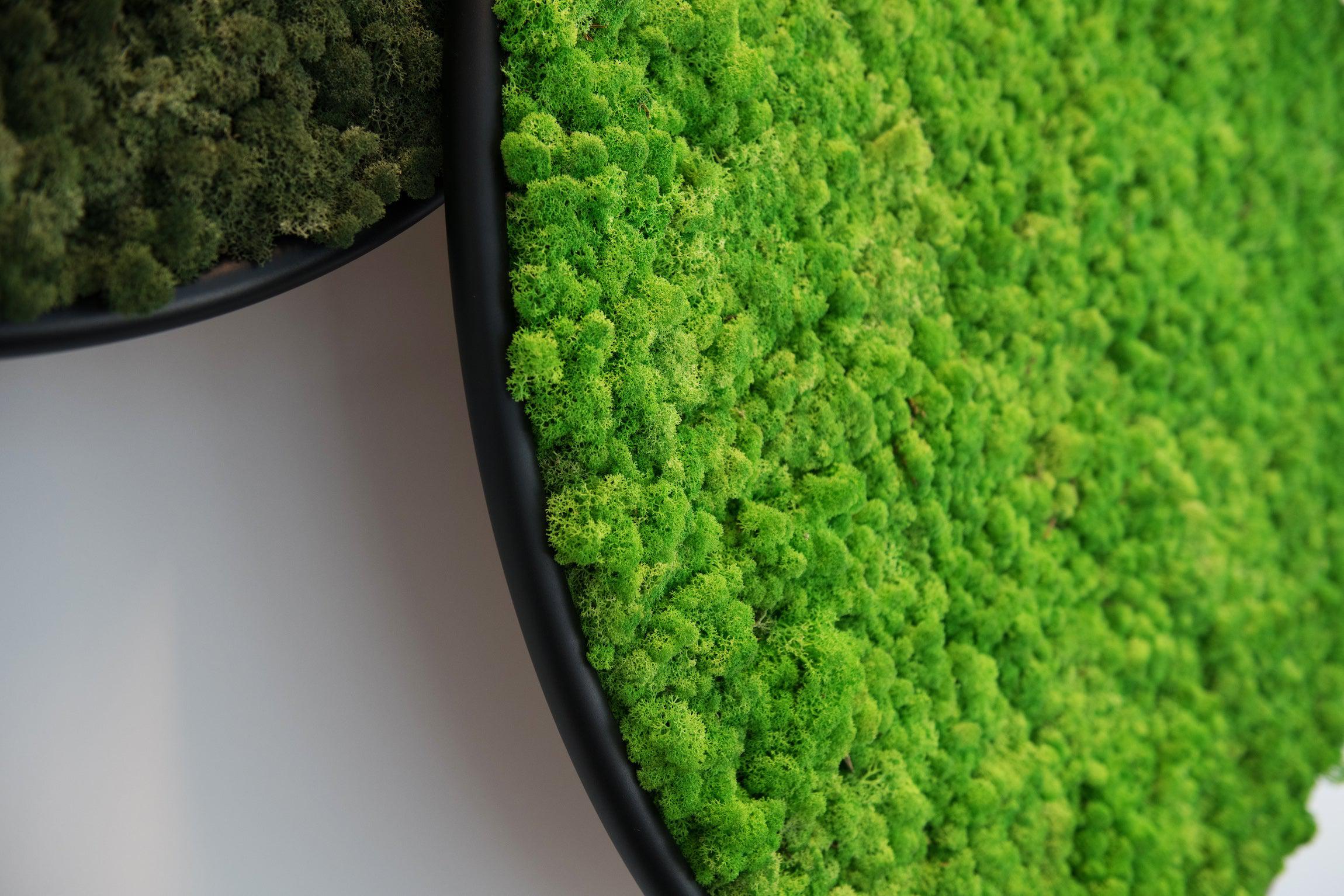 Circles Plant and Moss Wall Art - Image 19