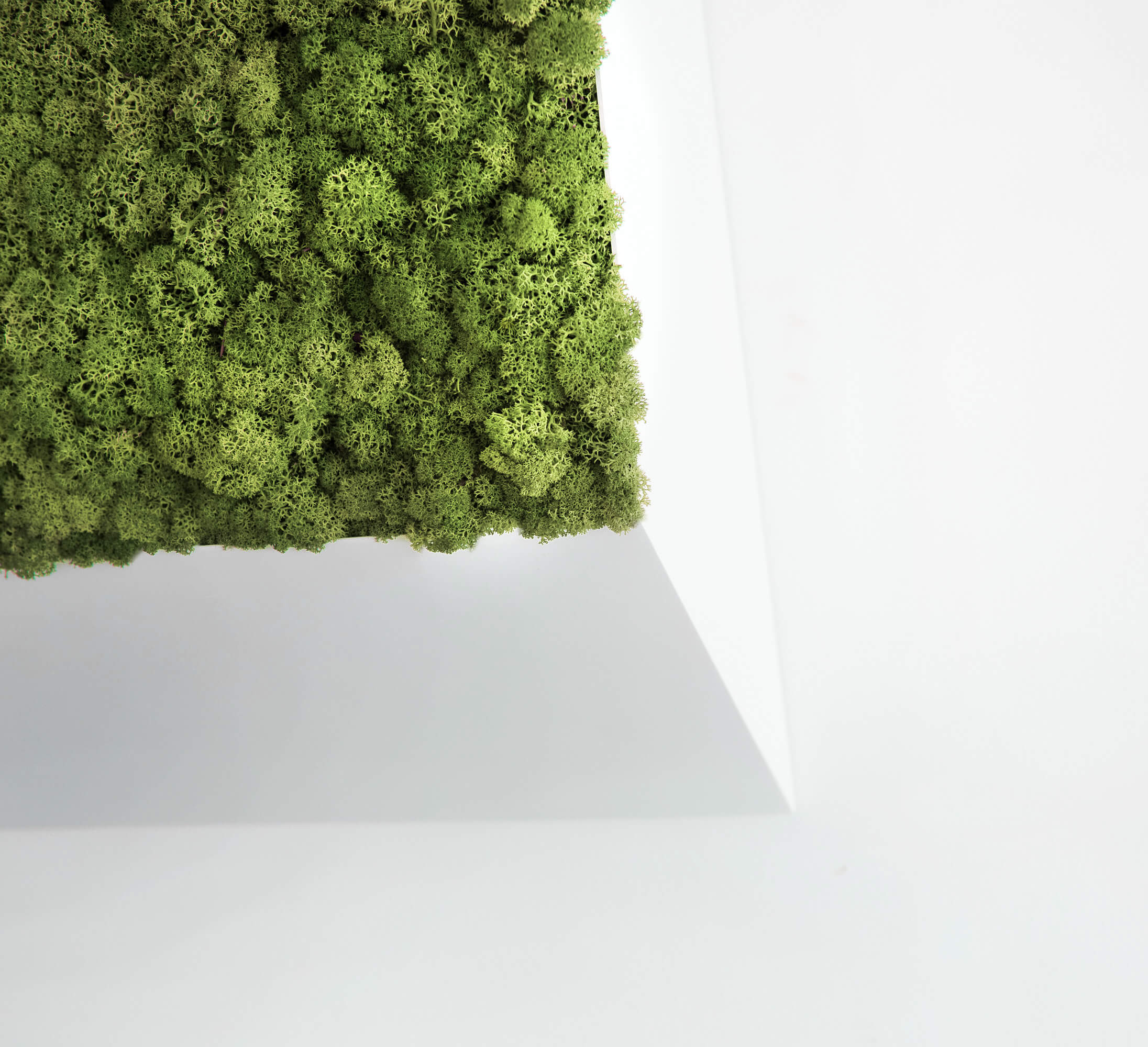 3D Lines Plant & Moss Wall Art - Image 18