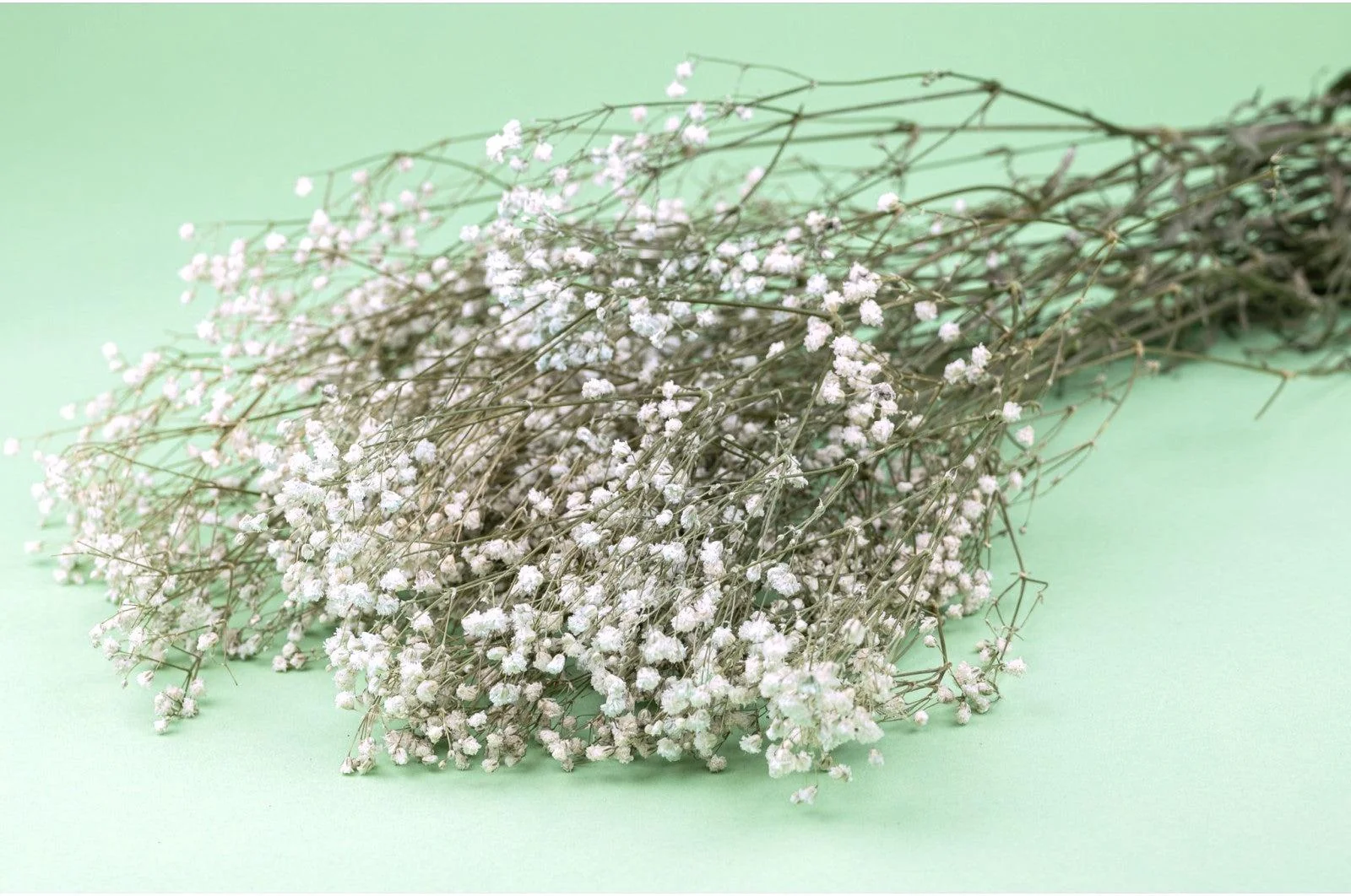 Italian Natural Preserved Gysophila Bouquet - Image 2