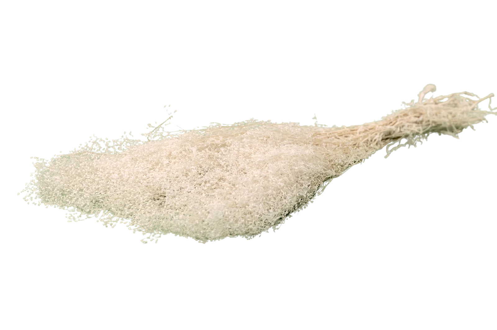 Italian White/Cream Preserved Gysophila Bouquet