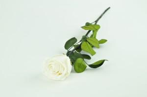 Kenyan White Preserved Roses - Image 3