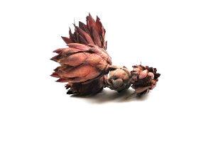 South African Red Repens Protea Flower Bouquet - Image 3