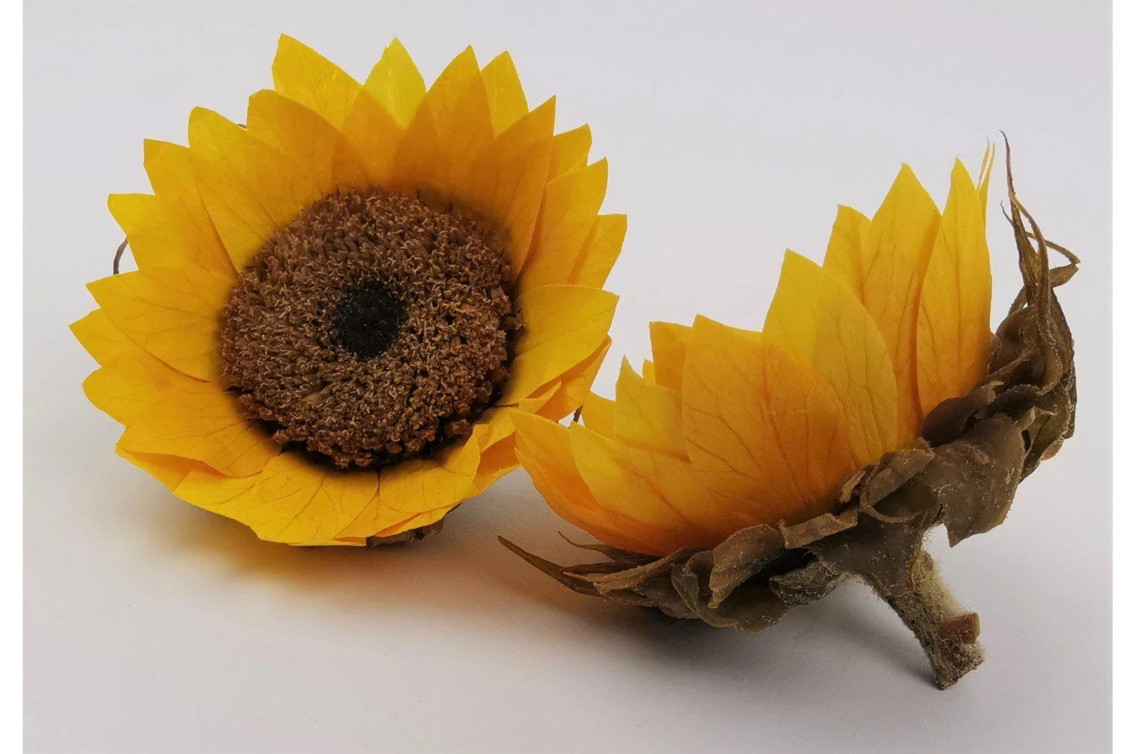 Spanish Natural Sunflower Head - Image 2