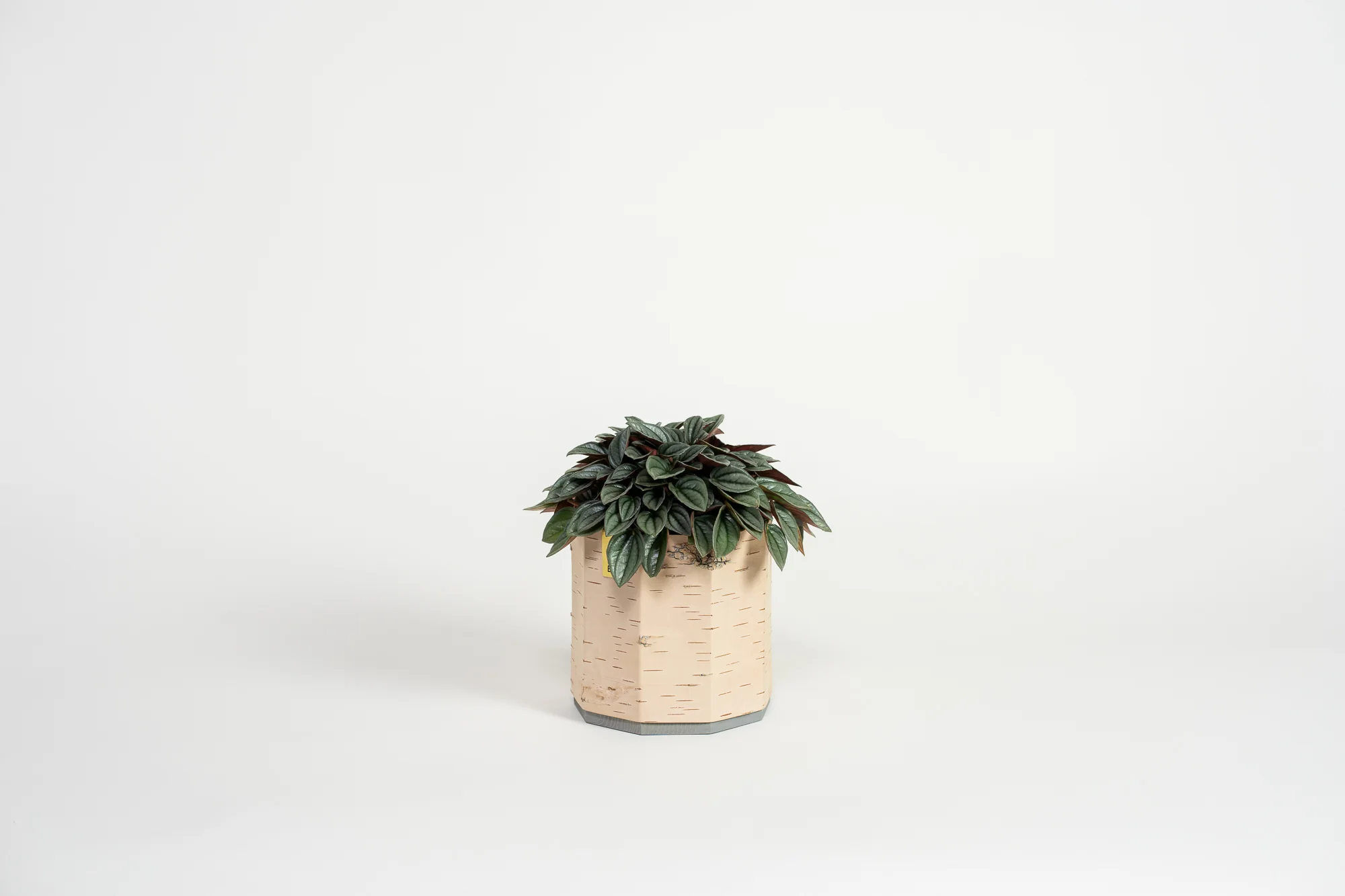 Tara Kesk Birch Bark Planters - Image 12