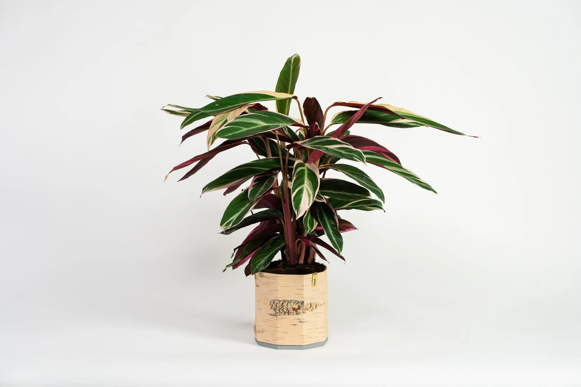 Tara Kesk Birch Bark Planters - Image 8