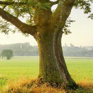 The Magic Tree Mural Wallpaper - Image 4