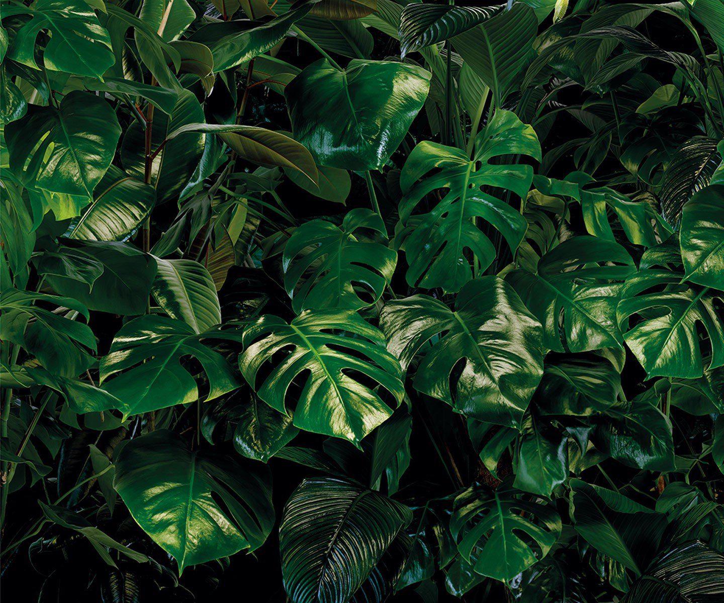 Tropical Wall Mural Wallpaper - Image 4