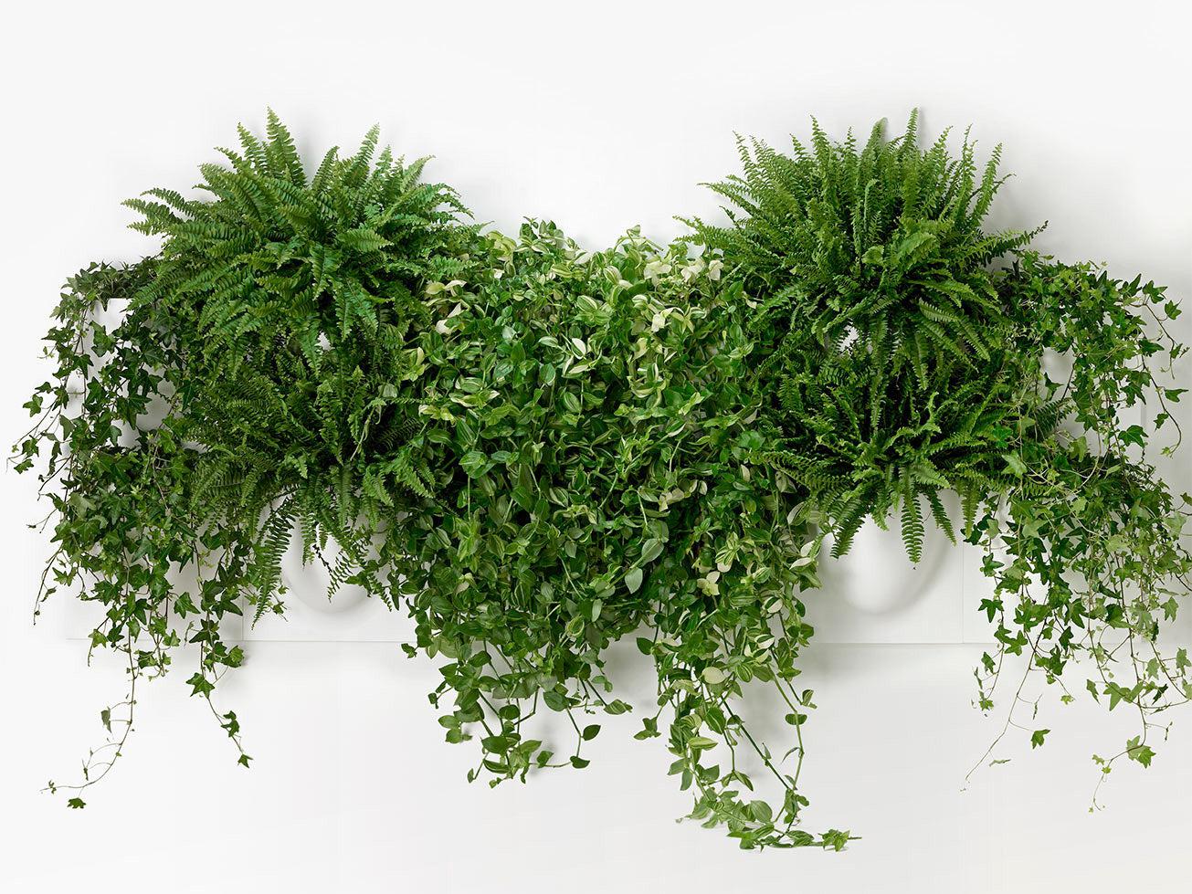 White VertiPlant Bio Wall Container - Image 3