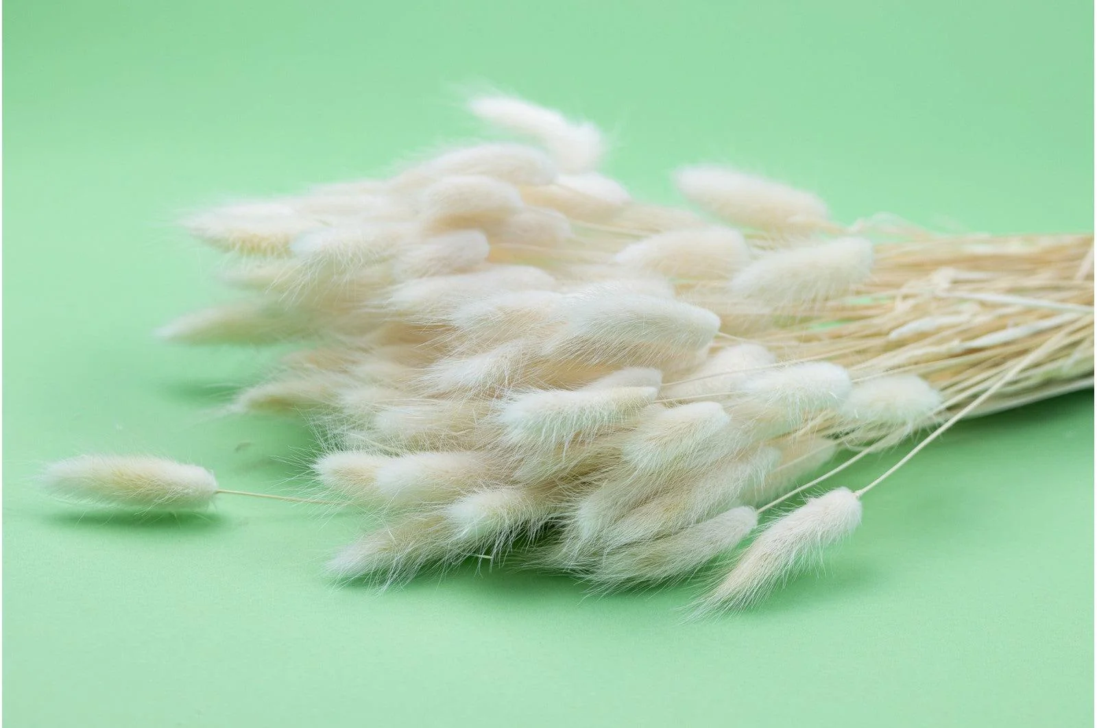 Italian White Lagurus Bouquet - Image 2