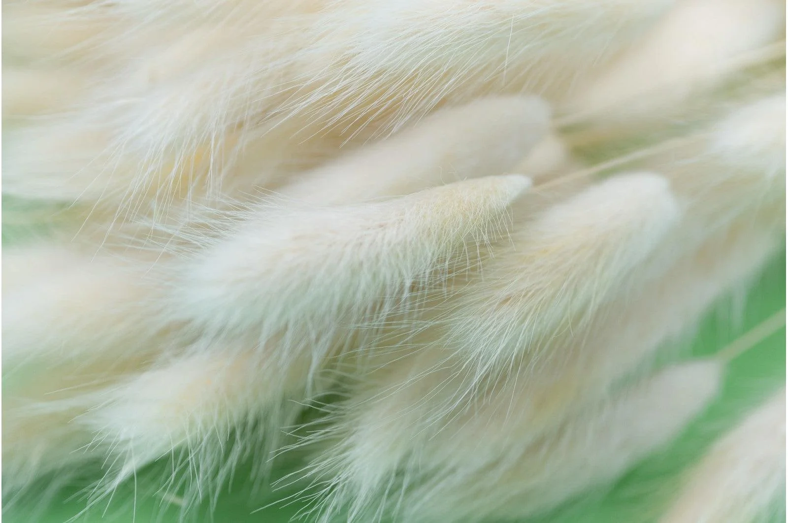 Italian White Lagurus Bouquet - Image 4