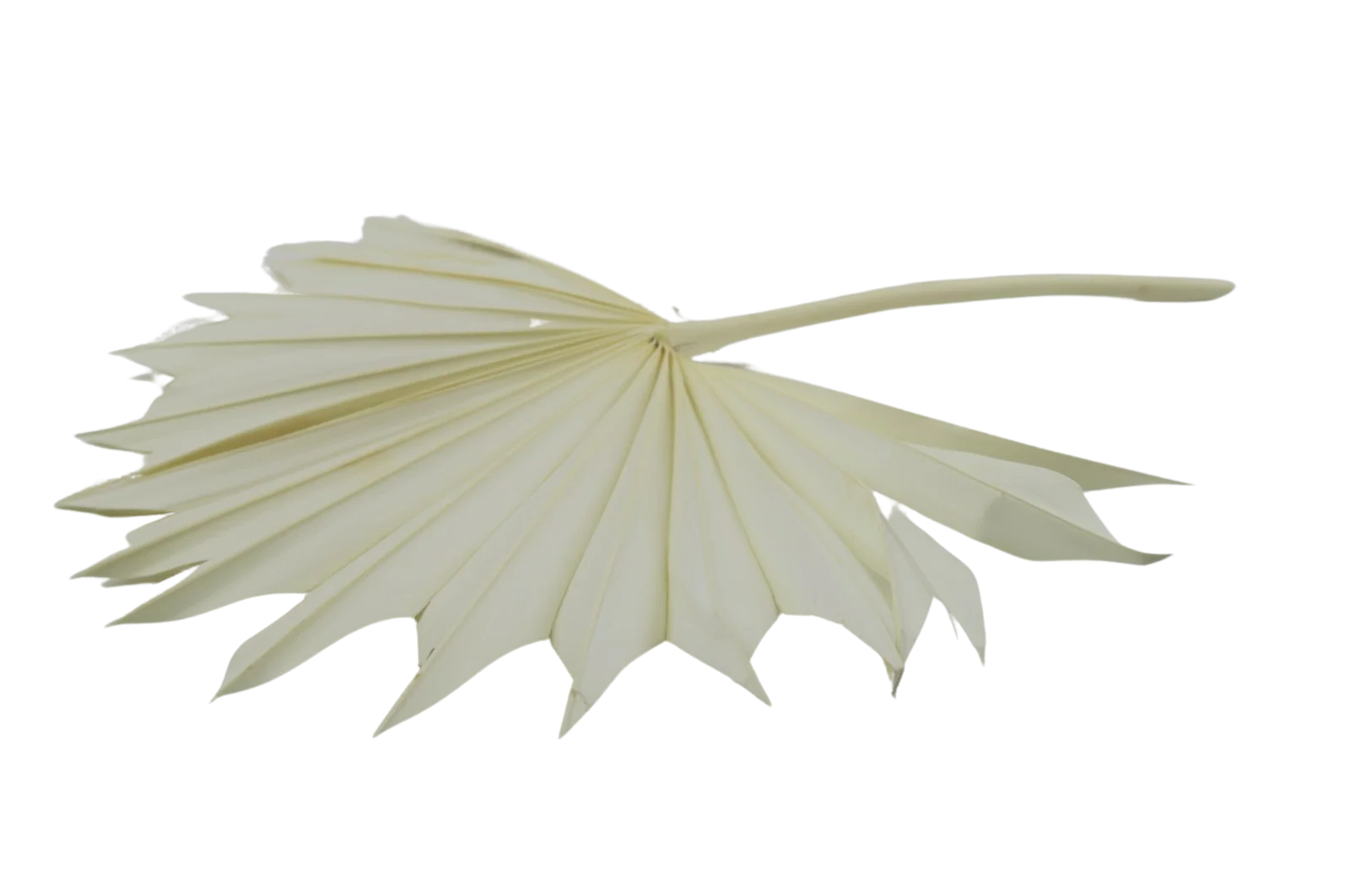 White Spanish Palm Sun Bouquet